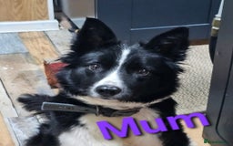 Border Collie dogs for sale: Border Collie Puppies - Image 8