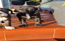 Mixed Breed dogs for sale: Ready to collect – Cane Corso x Staffy puppies  - Image 7