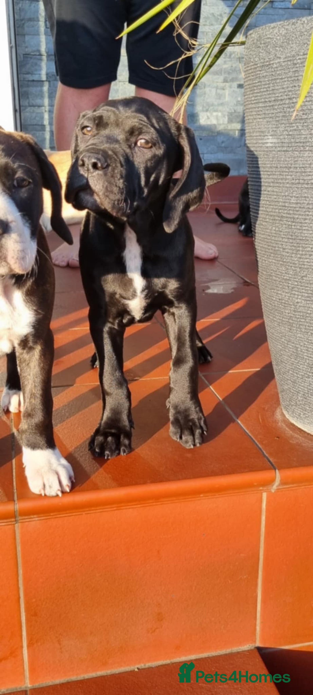 Mixed Breed dogs for sale: Ready to collect – Cane Corso x Staffy puppies  - Image 7