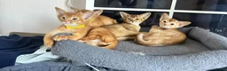 Abyssinian cats for sale: TICA Abyssinian kittens  - Advert 8