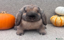 Dwarf Lop rabbits for sale: Dwarf Lop Baby Rabbits - Image 3