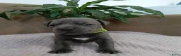 Staffordshire Bull Terrier dogs for sale: Staffordshire Bull Terrier  in Wolverhampton - Advert 15
