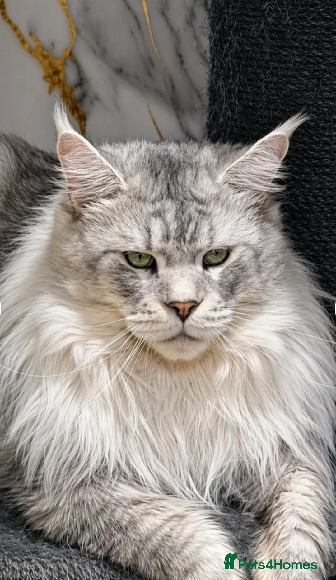 Maine Coon cats for sale: Male Maine coon blue and white bi colour tabby - Advert 4