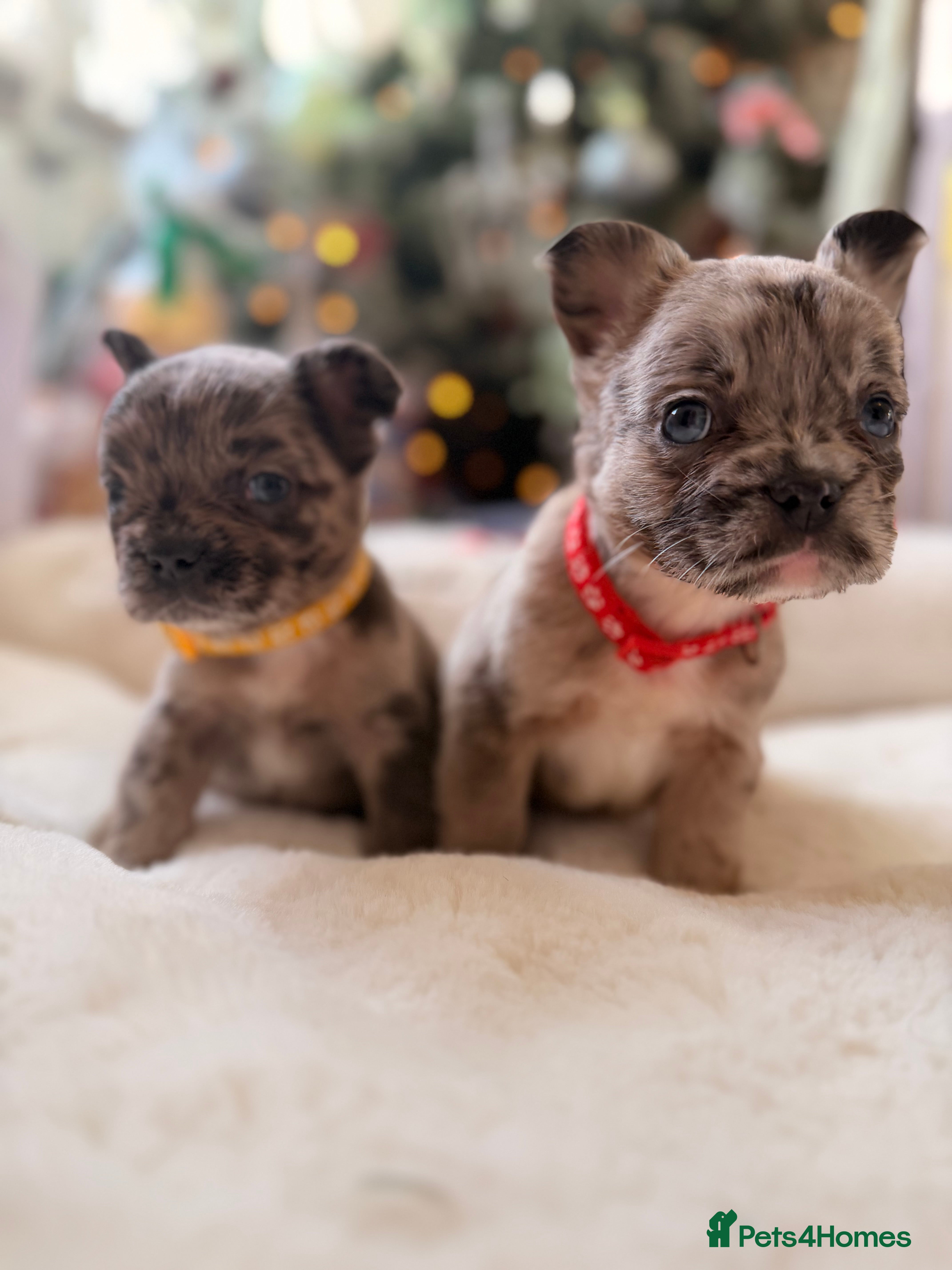 French Bulldog dogs 8 perfect fluffy visual French bulldogs dwkc 🧸🧸 - Advert 5