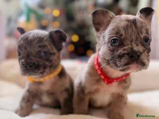French Bulldog dogs 8 perfect fluffy visual French bulldogs dwkc 🧸🧸 - Advert 4
