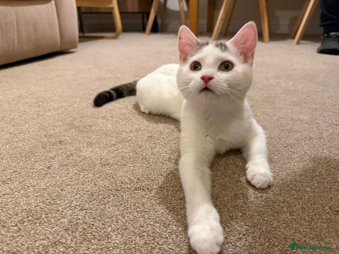 Domestic Shorthair cats for sale: Friendly Young Female Cat - Advert 2