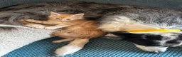 Maine Coon cats for sale: (All now reserved)GCCF Champion Maine Coon Kittens - Advert 4