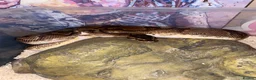 Python Snake reptiles for sale: 11 snakes for sale, 2 corns and 9 royal pythons  - Advert 4