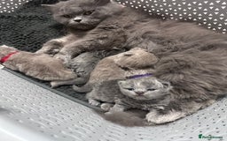 British Longhair cats for sale: Beautiful litter of 5 - Image 4