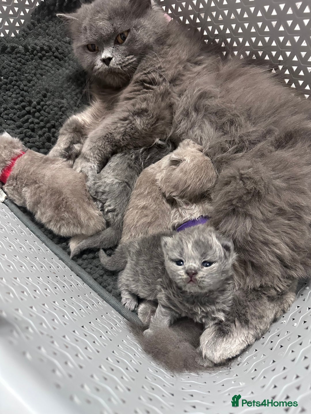 British Longhair cats for sale: Beautiful litter of 5 - Image 4