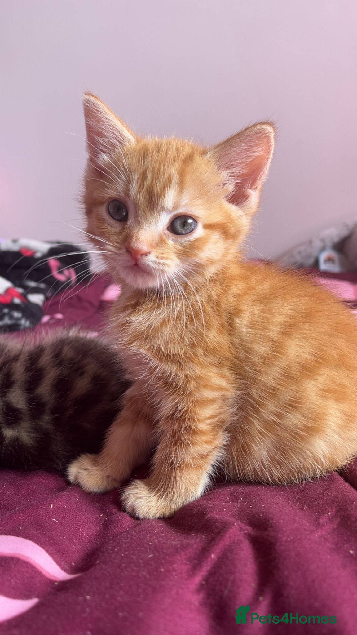 Mixed Breed cats Beautiful Female Ginger Kitten - Advert 1