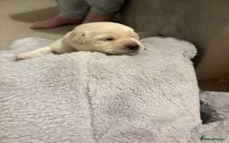 Labrador Retriever dogs for sale: Beautiful chunky yellow  Labrador puppy’s  - Image 12