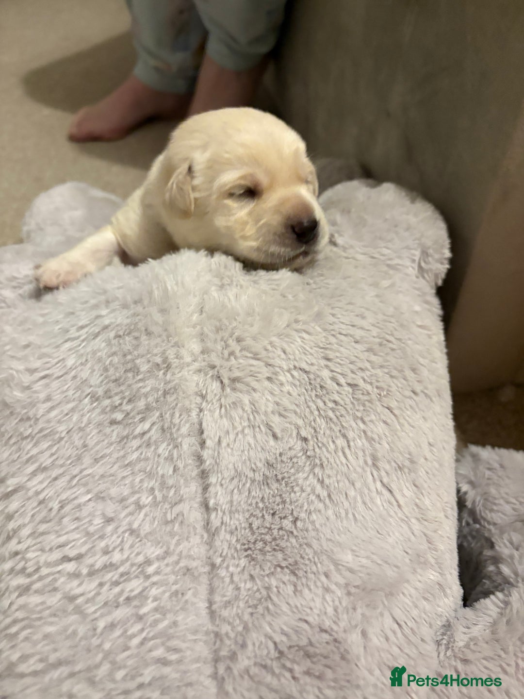 Labrador Retriever dogs for sale: Beautiful chunky yellow  Labrador puppy’s  - Image 12