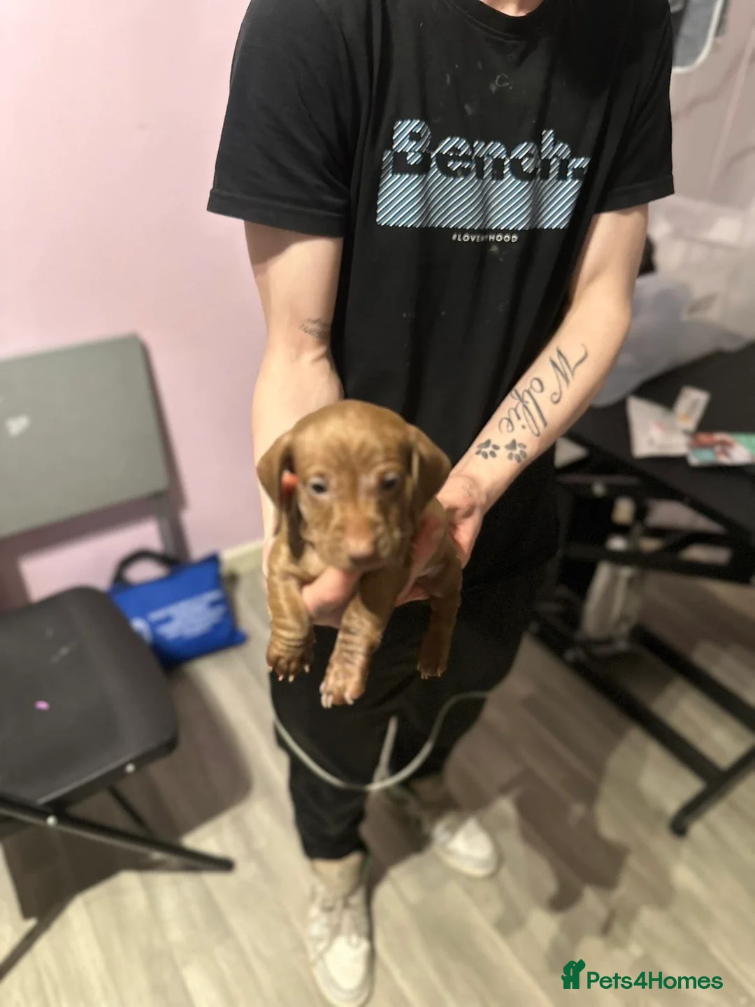 Miniature Dachshund dogs for sale: Miniature dachshund  - Advert 8