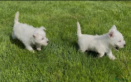 West Highland Terrier dogs for sale: West Highland Terriers show bloodlines - Image 7
