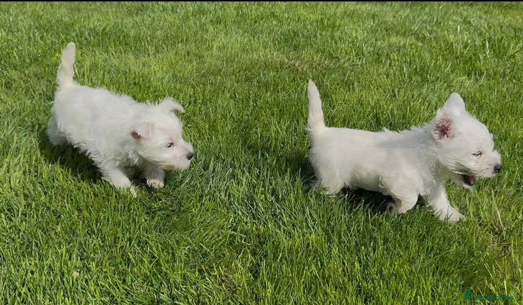 West Highland Terrier dogs for sale: West Highland Terriers show bloodlines - Image 7