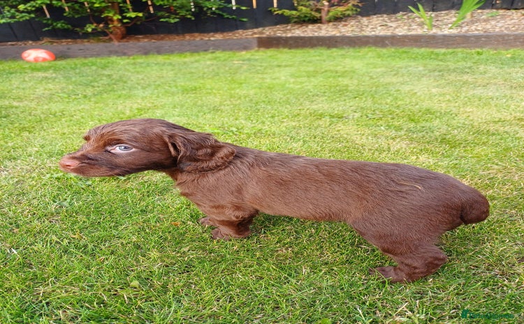 Cocker Spaniel dogs - Advert 16