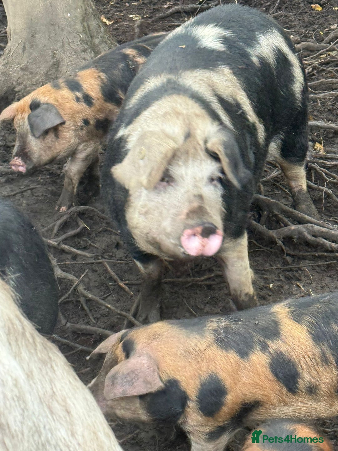 Pig livestock for sale: Oxford sandy and blacks  - Advert 2