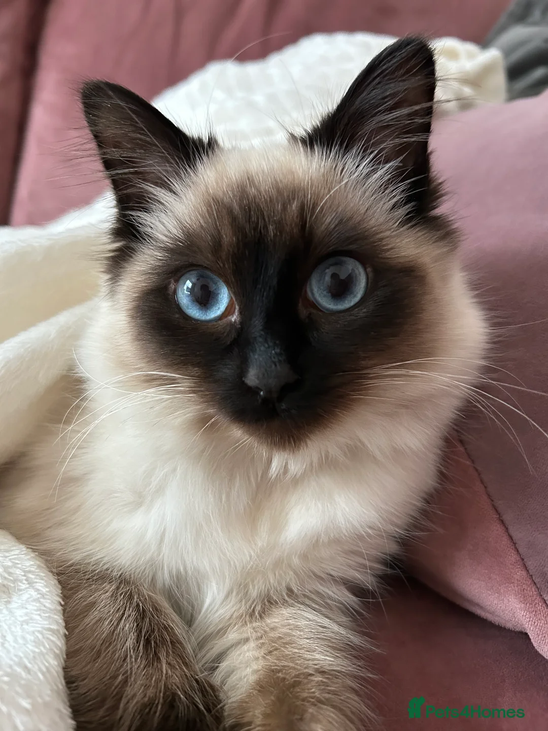 Ragdoll cats for sale: 18-Month-Old Female Ragdoll Seeking a Loving Home - Advert 1