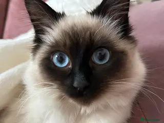 Ragdoll cats 18-Month-Old Female Ragdoll Seeking a Loving Home - Advert 2