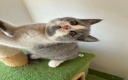 British Shorthair cats for sale: 🐻 STUNNING GIRL GCCF REGISTERED REDUCED LAST 1 🐻 - Image 21