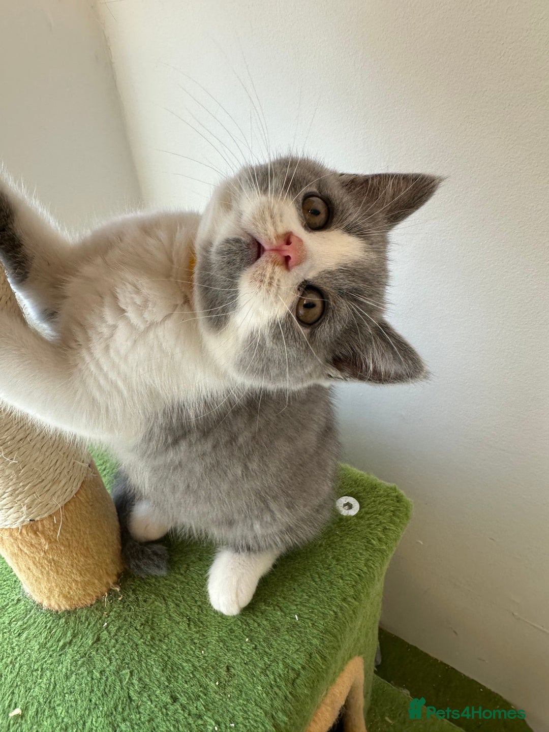 British Shorthair cats for sale: 🐻 STUNNING GIRL GCCF REGISTERED REDUCED LAST 1 🐻 - Image 21