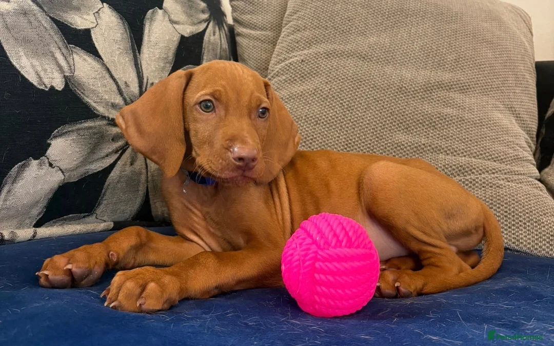 Hungarian Vizsla dogs for sale: 1 x KC registered Hungarian vizsla puppy £1600 - Advert 2