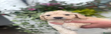 Cockapoo 4