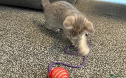 Mixed Breed cats for sale: Silver/grey tabby kitten  - Image 6