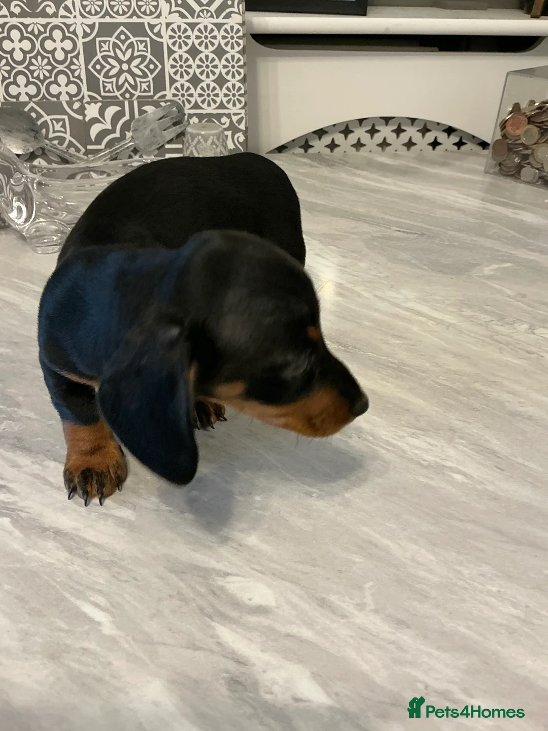 Miniature Dachshund dogs for sale: Kennel club registered pedigree dachshund - Advert 8