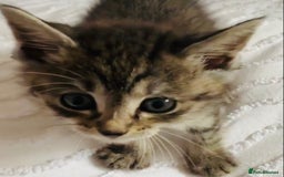 Mixed Breed cats for sale: Absolutely gorgeous litter of Bengal x kittens  - Image 6