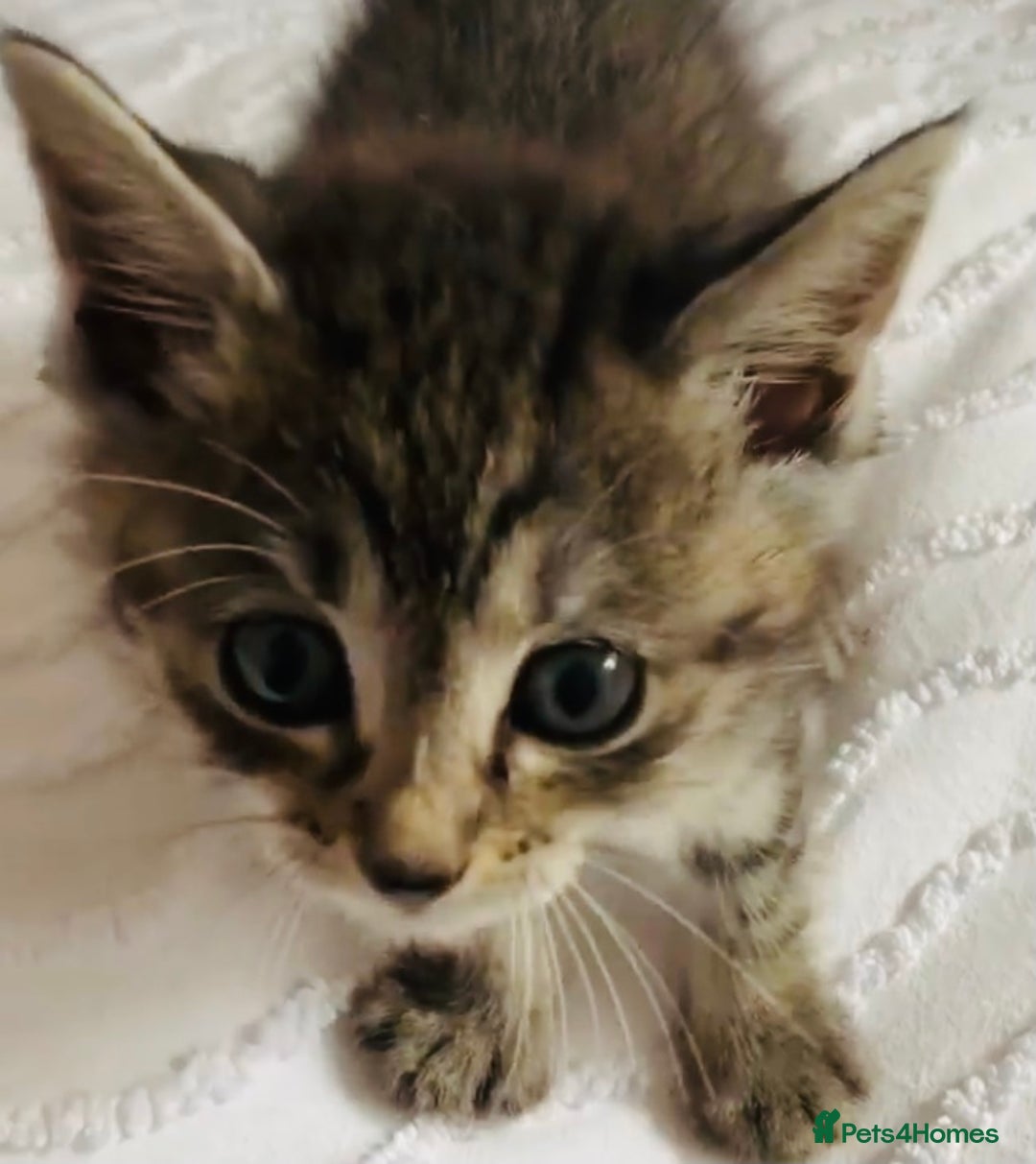 Mixed Breed cats for sale: Absolutely gorgeous litter of Bengal x kittens  - Image 6