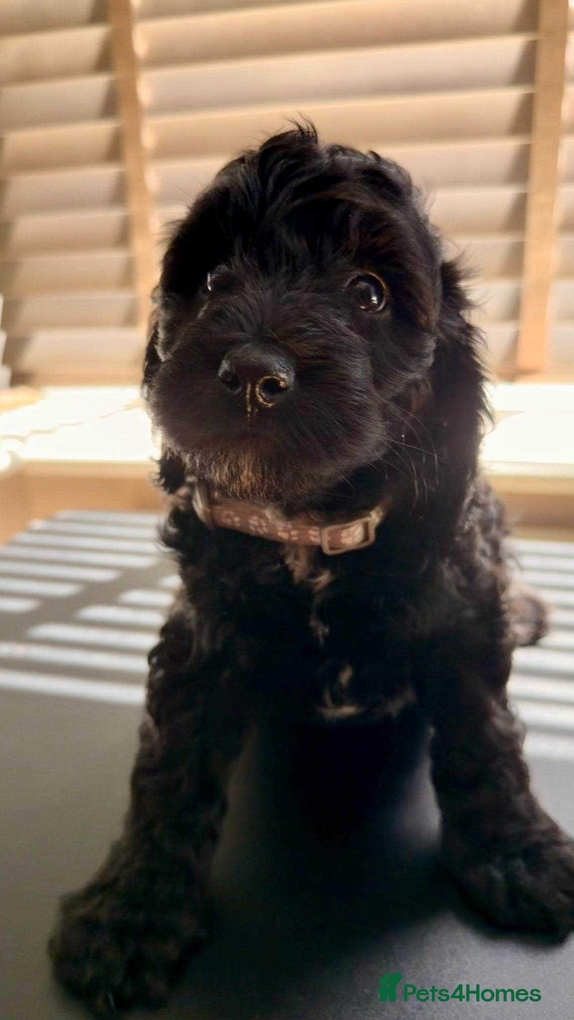 Cockapoo dogs F2B Cockapoo puppies Health-tested Pedigree lines - Advert 6