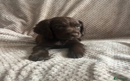 Cocker Spaniel dogs for sale: Extensively Health tested/KC REG Cocker Puppies - Image 7