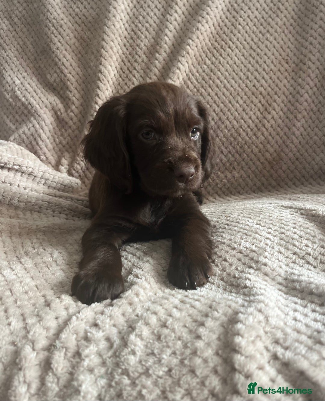 Cocker Spaniel dogs for sale: Extensively Health tested/KC REG Cocker Puppies - Image 7