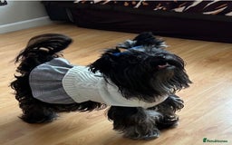 Yorkshire Terrier dogs for sale: Colourful Biewer Yorkshire terriers  - Advert 10