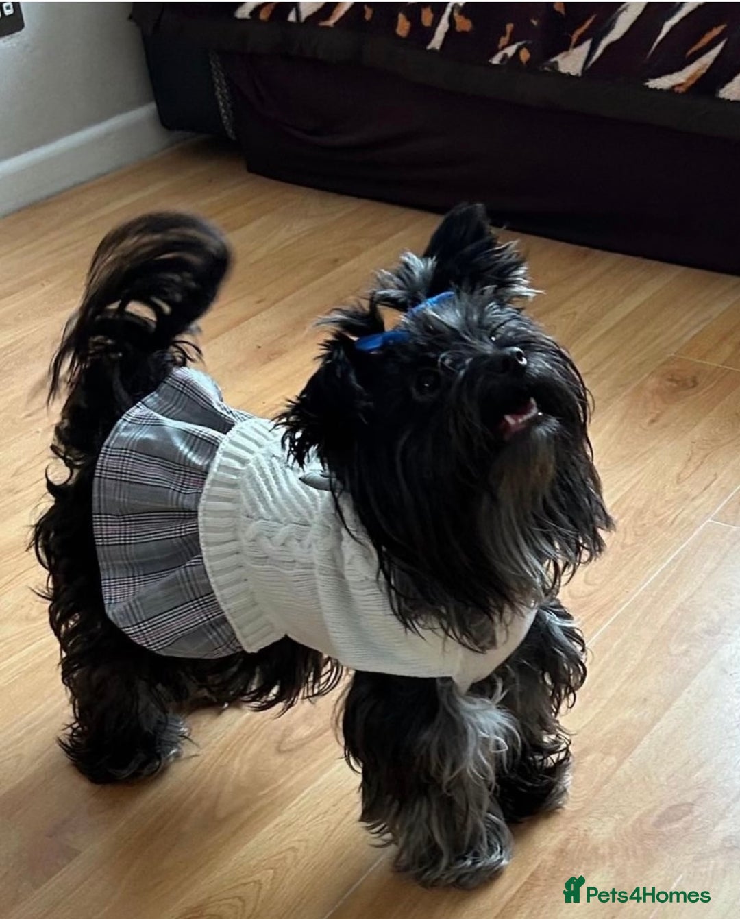 Yorkshire Terrier dogs for sale: Colourful Biewer Yorkshire terriers  - Advert 10