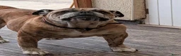 Old Tyme Bulldog dogs for sale: Old tyme bulldog  - Advert 3
