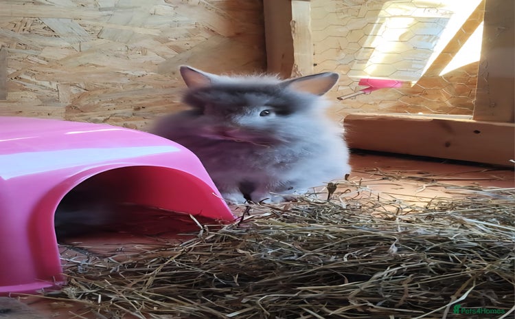 Mixed Breed rabbits - Advert 15