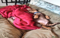 Miniature Dachshund dogs for sale: READY TO GO 1 CHOC BOY LEFT  - Image 7