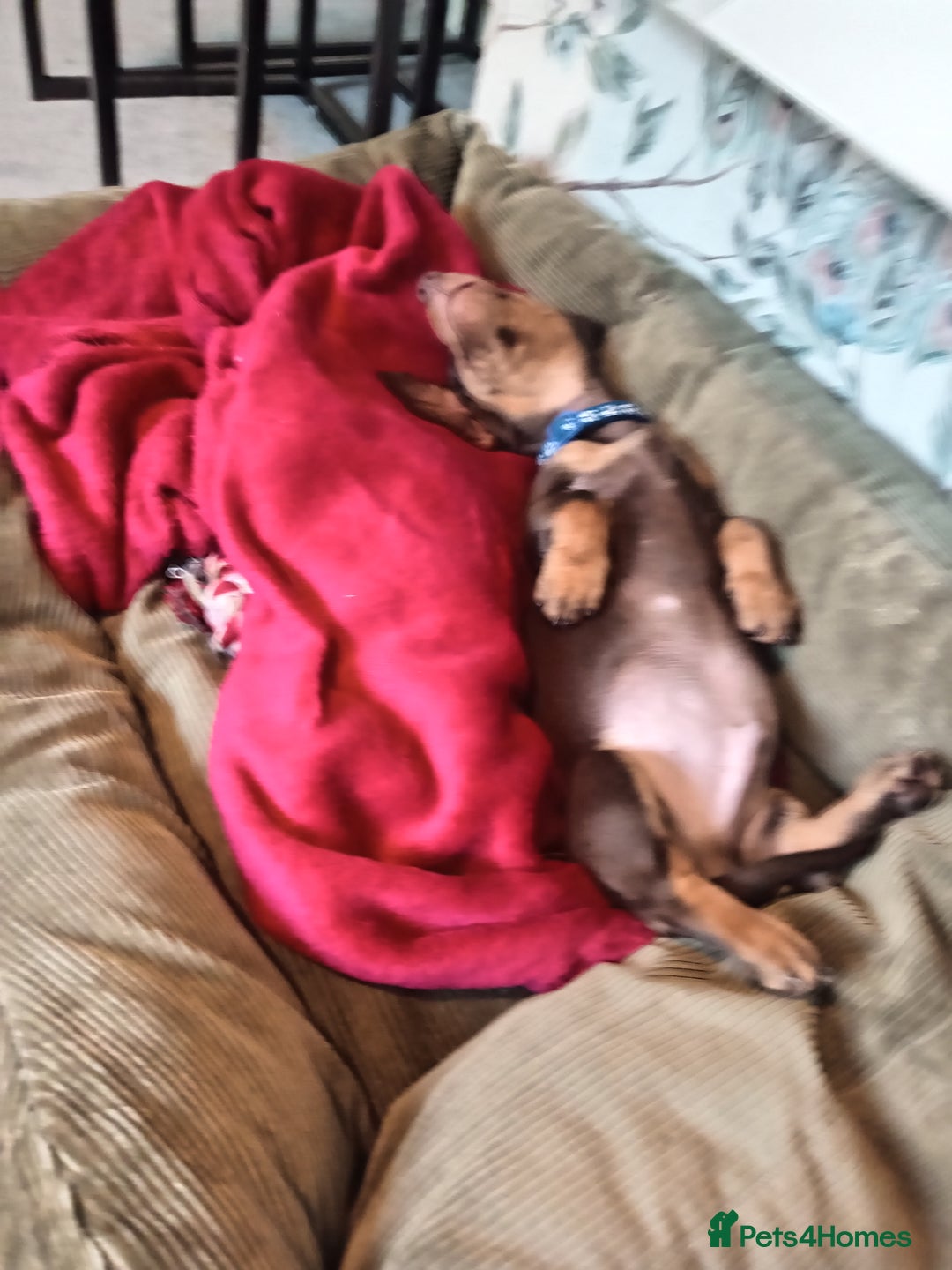 Miniature Dachshund dogs for sale: READY TO GO 1 CHOC BOY LEFT  - Image 7