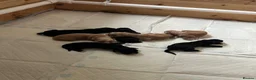 Cocker Spaniel dogs for sale: Cocker spaniels  - Advert 3