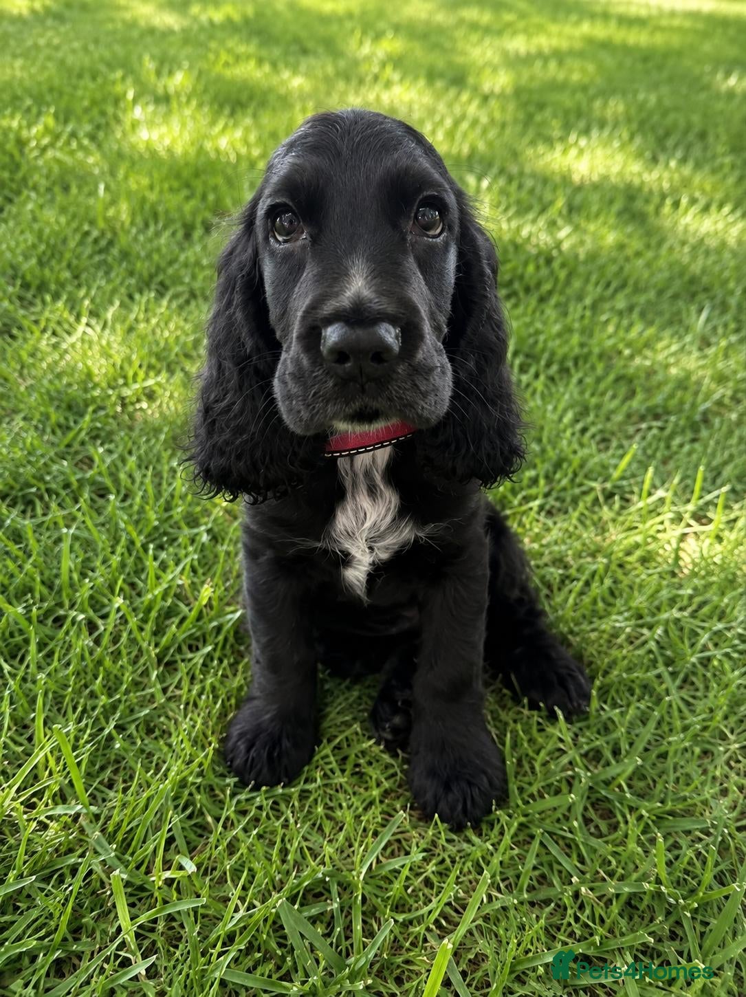 Cocker Spaniel dogs Last girl English Show Type Cocker Pups - Advert 2