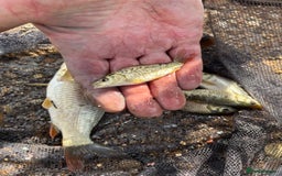Pond Fish fish for sale: Live fish for sale. Common and mirror carp mix 30 - Image 2