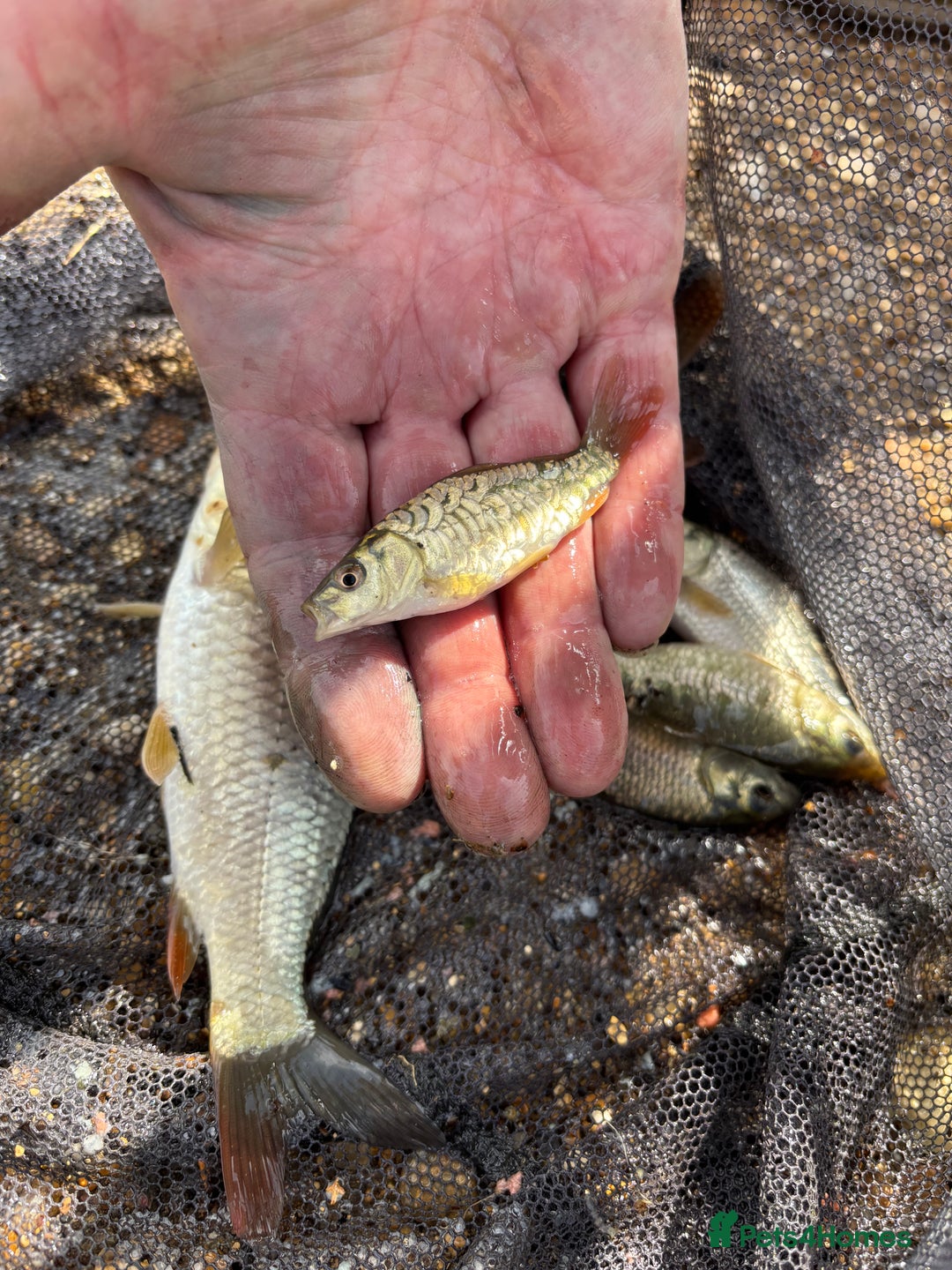 Pond Fish fish for sale: Live fish for sale. Common and mirror carp mix 30 - Image 2