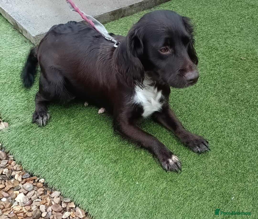 Cocker Spaniel dogs for sale: Chocolate Cocker Spaniel Girl  - Advert 1