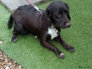 Cocker Spaniel dogs Chocolate Cocker Spaniel Girl - Advert 13