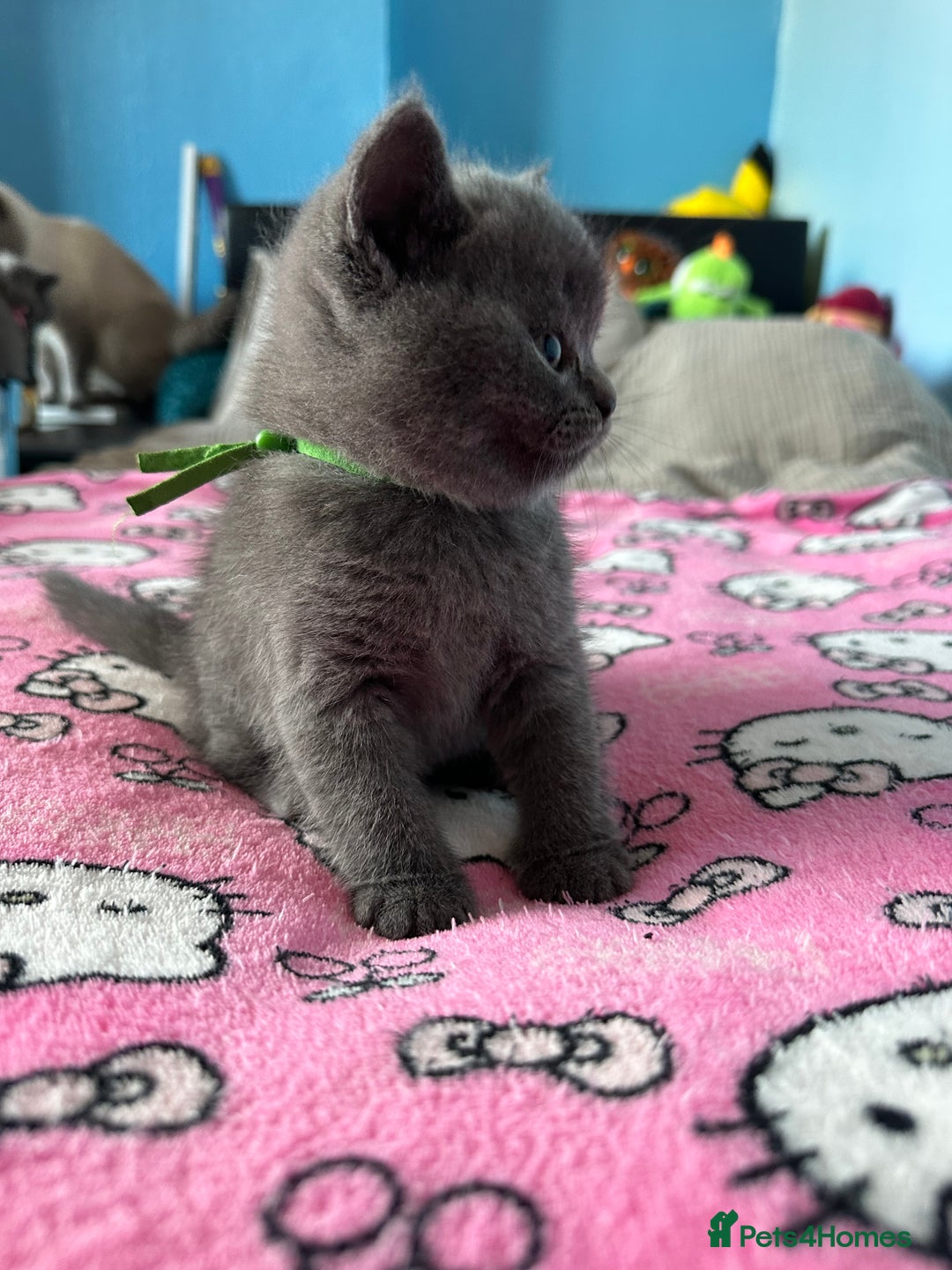 British Shorthair cats for sale: British short hair kittens - Advert 26