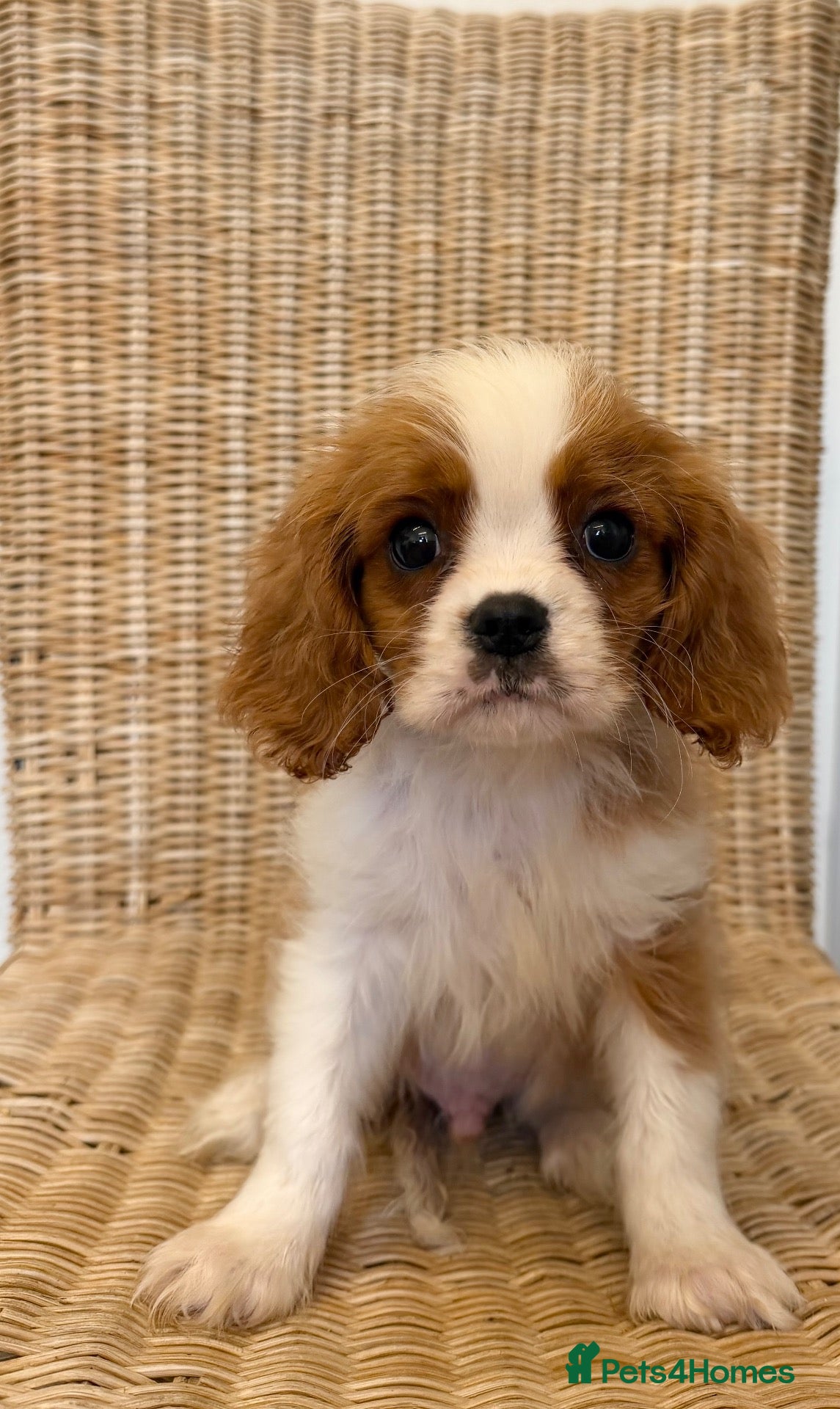 Cavalier King Charles Spaniel dogs Stunning litter cavalier King Charles  - Advert 5