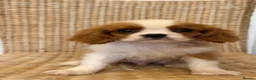 Cavalier King Charles Spaniel dogs for sale: Stunning litter cavalier King Charles  - Advert 1